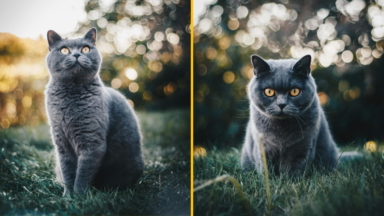 Žena dostala pokutu 1400 dolárov za to, že navštevuje susedu