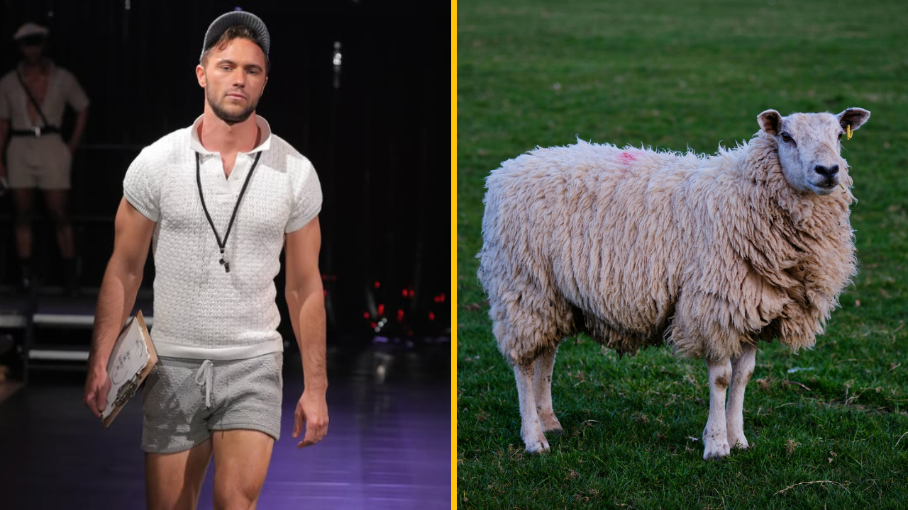 Na módnej prehliadke návrhár použil vlnu z homosexuálnych oviec. Má k tomu aj vysvetlenie