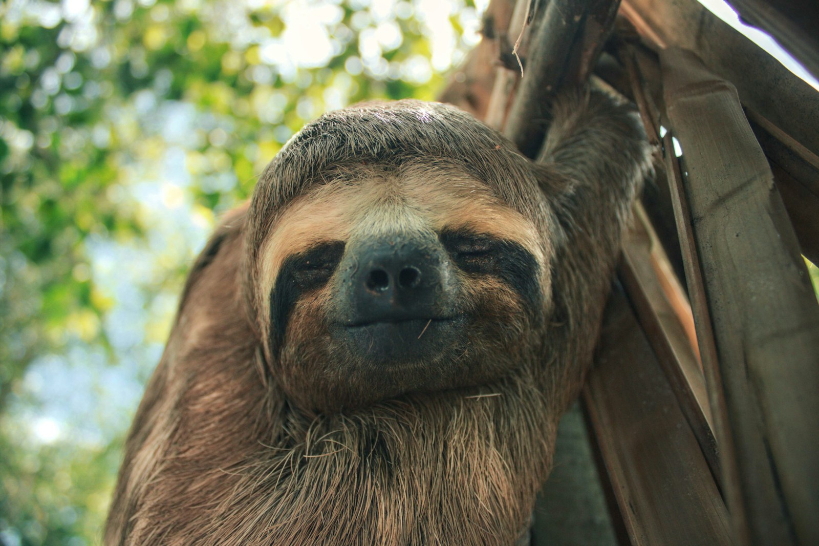 a brown and white sloth hanging from a tree