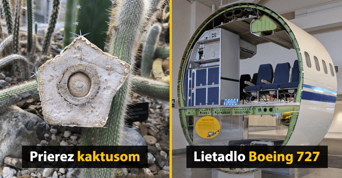 15 vecí, ktoré vyzerajú oveľa zaujímavejšie, keď ich rozrežete na polovicu