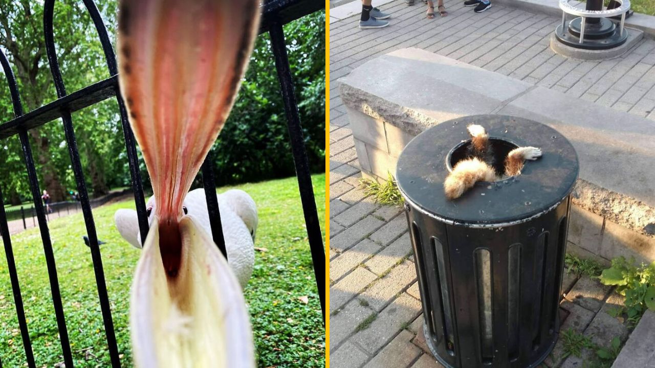 15 zaujímavých fotiek, ktoré dokazujú, že aj matka príroda sa občas „sekne“