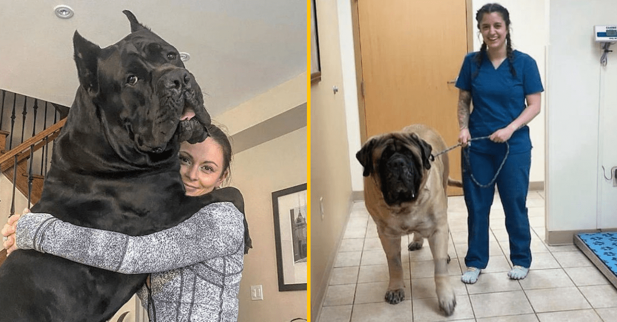 30+ obrázkov, pri ktorých nebudete vedieť, či sa pozeráte na psa alebo na koňa