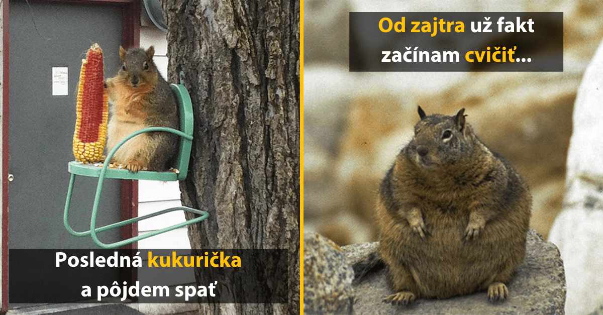 20 napapkaných veveričiek, ktoré dokazujú, že nie len ľudia môžu mať problém s prejedaním sa