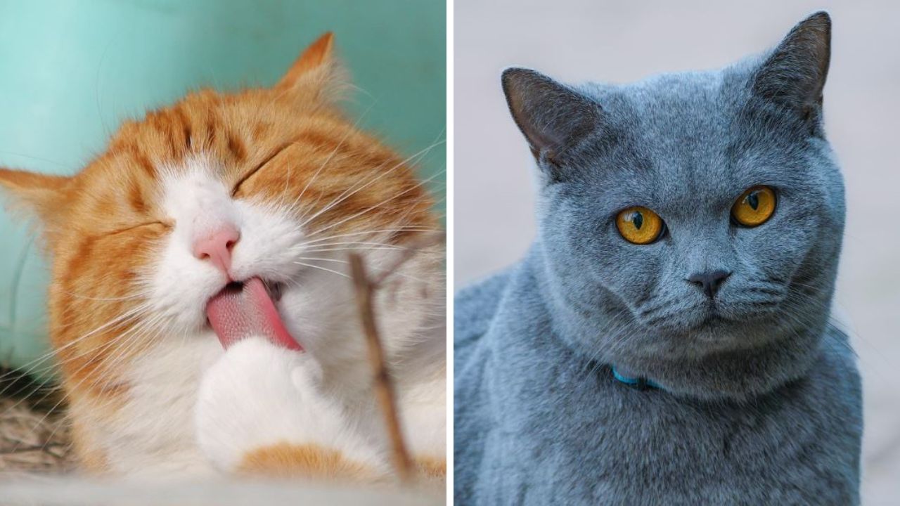 Záhadné, hravé, neodolateľné: ako dobre poznáš mačky?