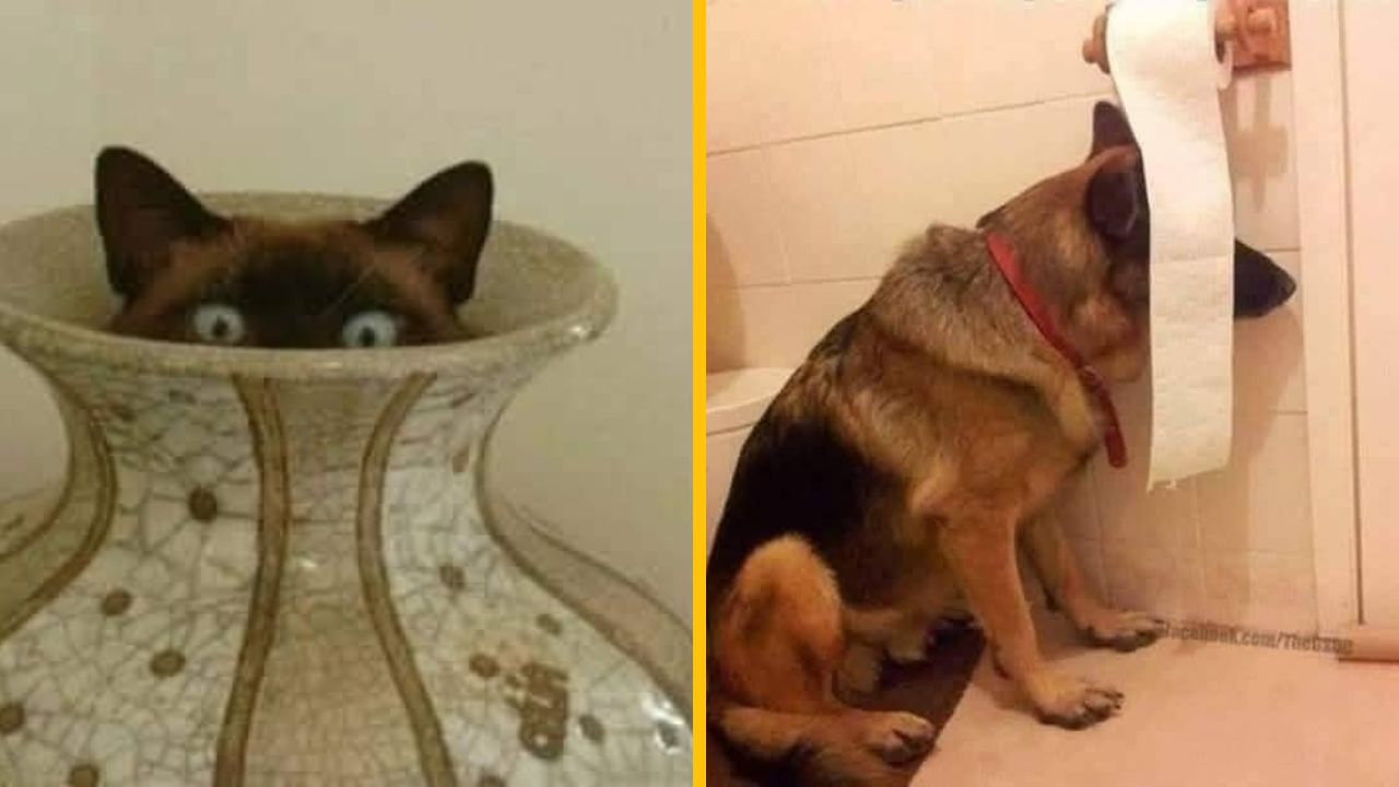 15 vtipných fotografií zvierat, ktoré si mysleli, že sú neviditeľné