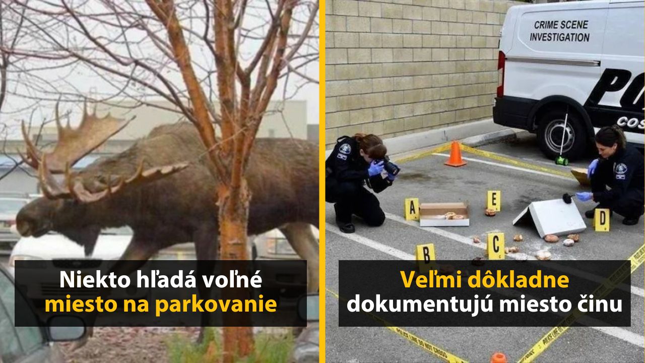 30+ Obrázkov, ktorými dokonale zabiješ čas #648 – Ťava na nákupoch alebo detský kočík pre autičkárov