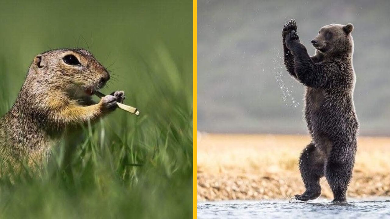 15 prekvapených zvierat, ktoré boli odfotené na zábavnej fotografii