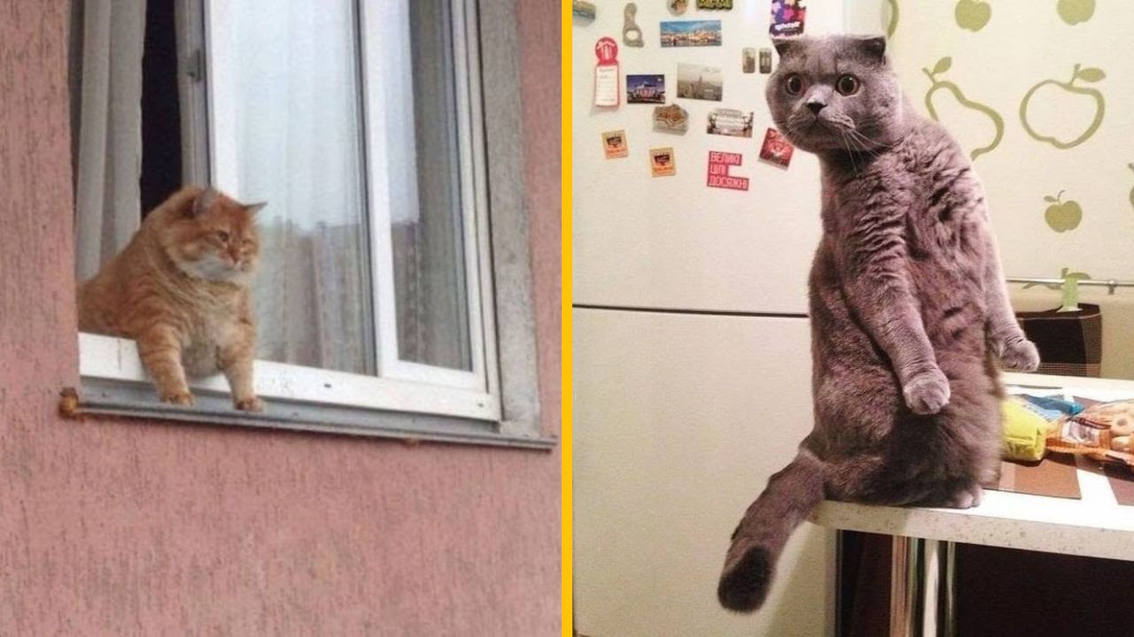 10 funny fotiek zvierat, ktoré sa na nich tvária presne ako ľudia