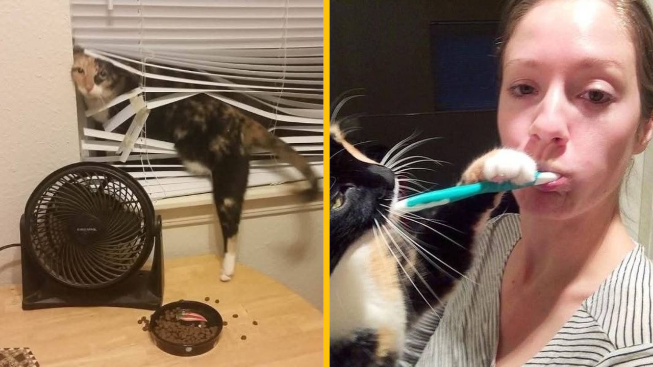 10 vtipných záberov, ktoré ukazujú, že život s mačkami nie je práve jednoduchý