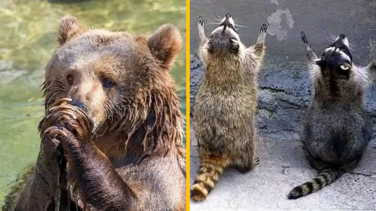 10 roztomilých fotografií rôznych zvierat, ktoré sa doslova modlia k vyšším silám