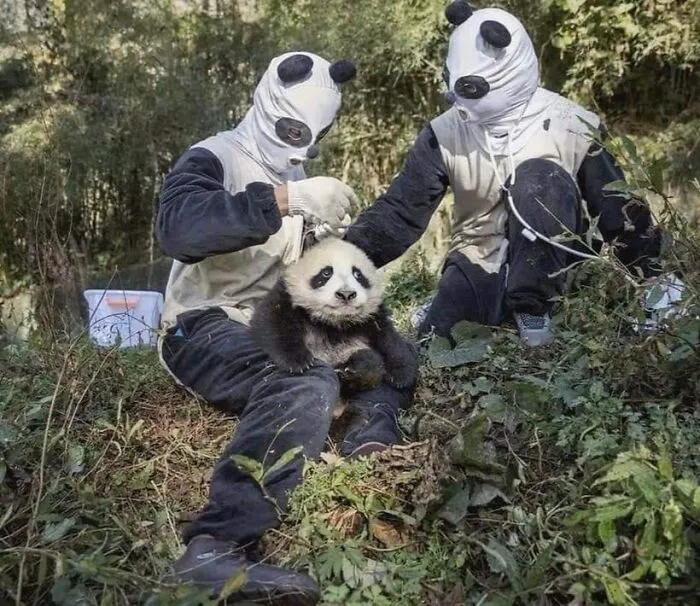 Osoby v kostýmoch pánd pomáhajú mladej pande vo voľnej prírode obklopenej zeleňou.