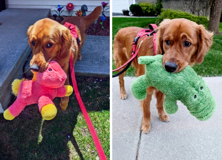 Zlatý retríver s hračkami na prechádzke: raz s ružovým dinosaurom, inokedy so zeleným krokodílom.