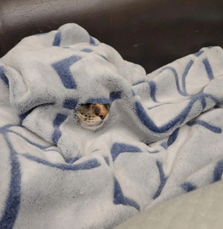 Mačka schovaná pod dekou s vystrčeným ňufákom.