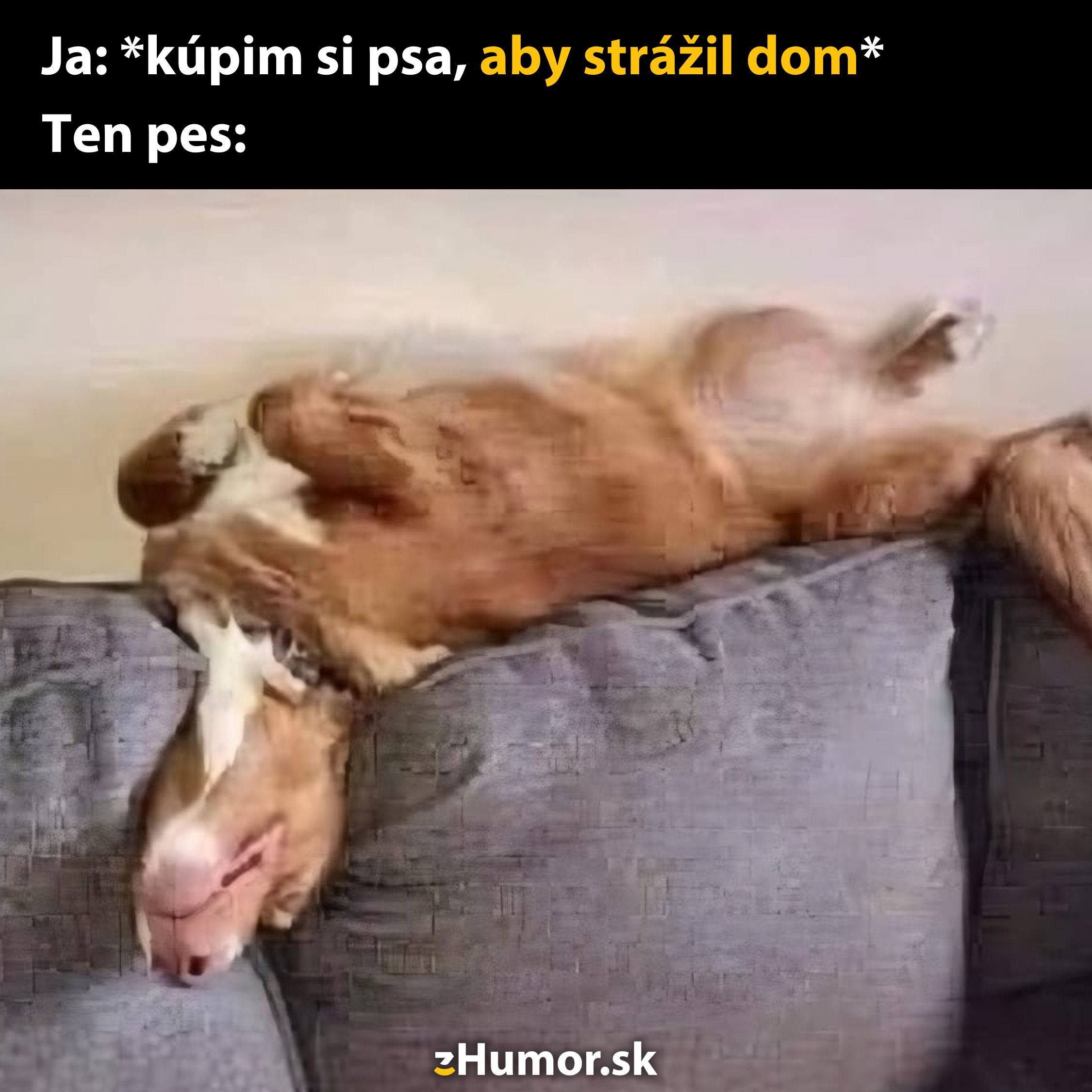 Pes leží na pohovke hore nohami, oddychuje namiesto stráženia domu.