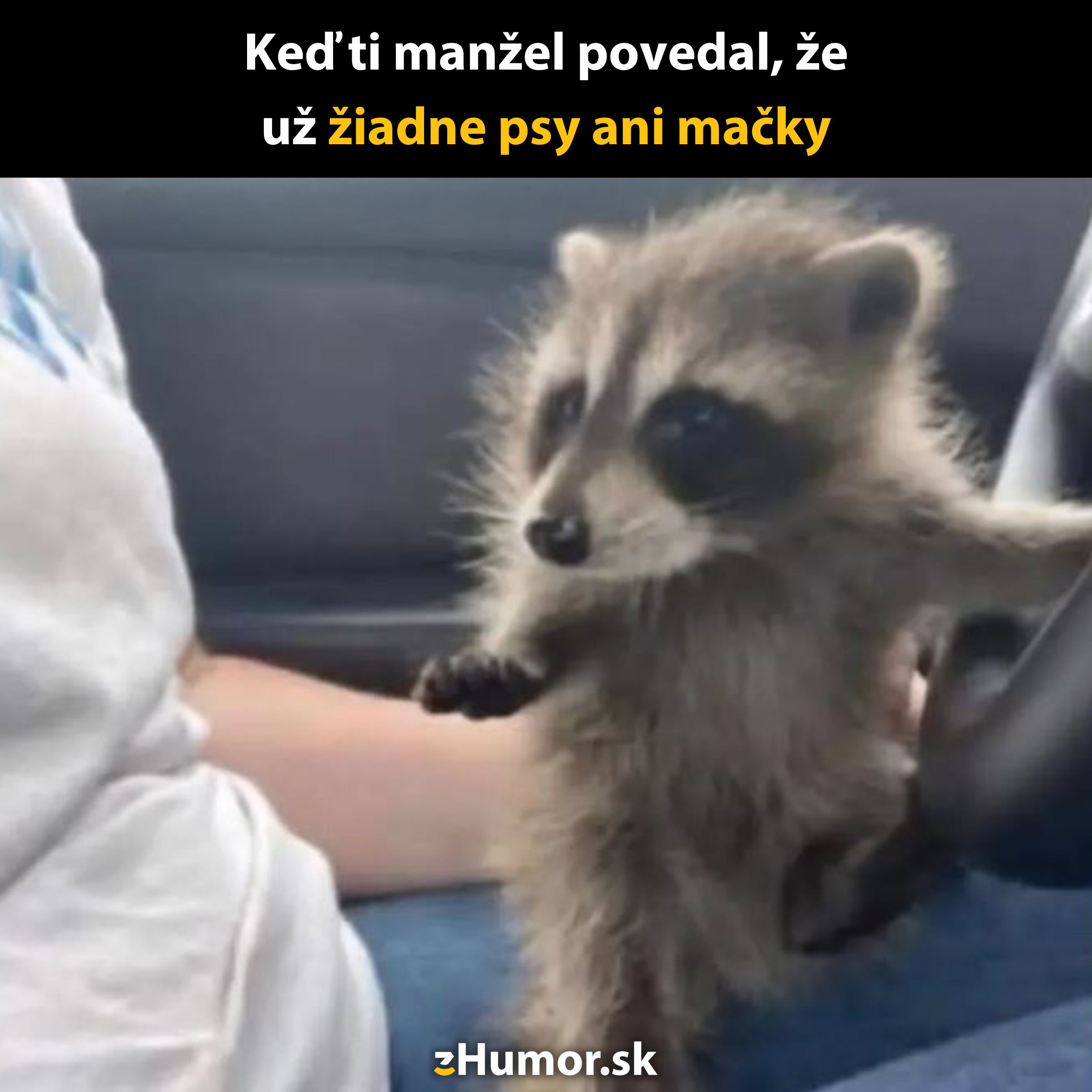 Mýval v aute na kolenách človeka, stať sa domácim miláčikom aj cez prísny zákaz iného zvieraťa.