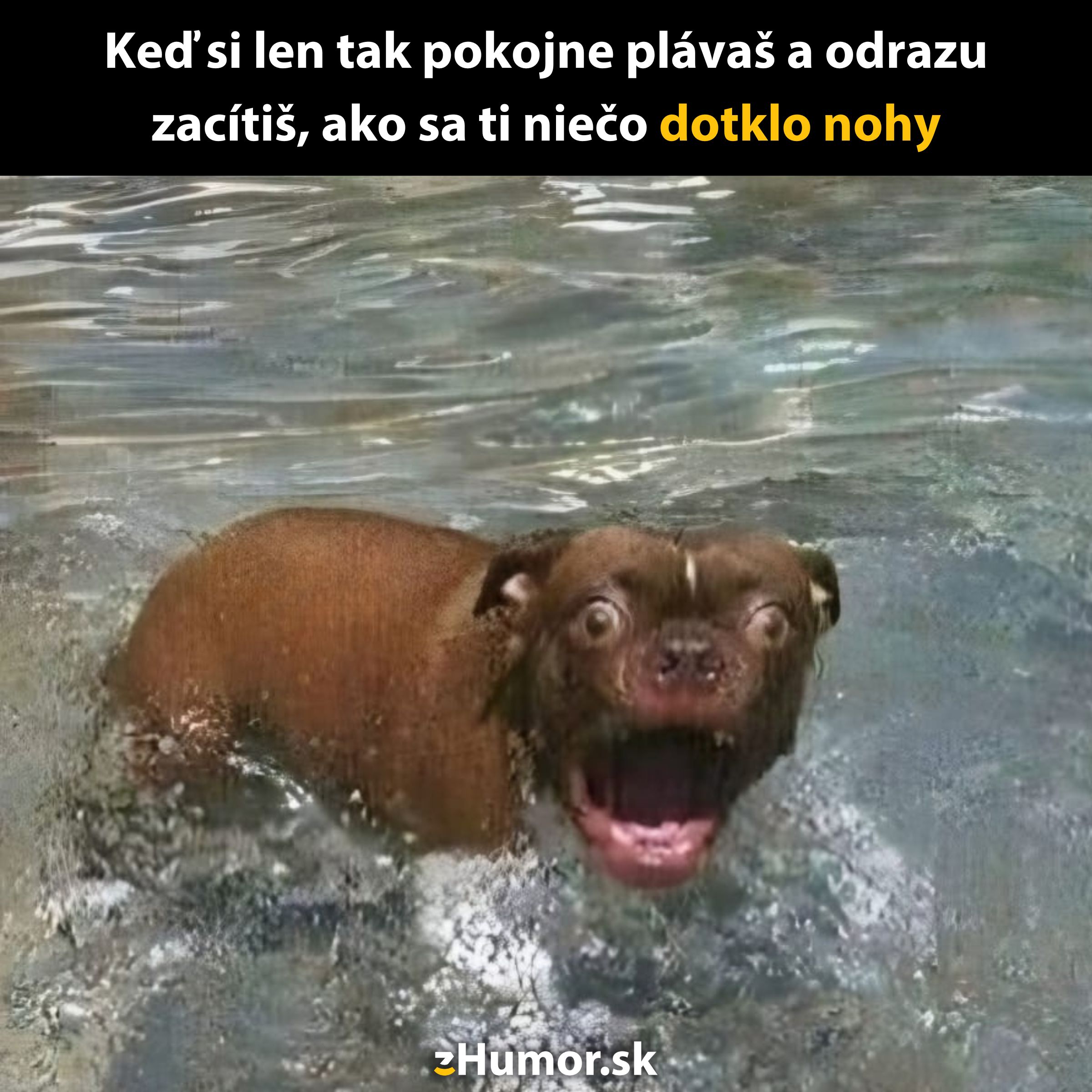 Pes vo vode s prekvapeným výrazom tváre, ako keby ho niečo vydesilo.