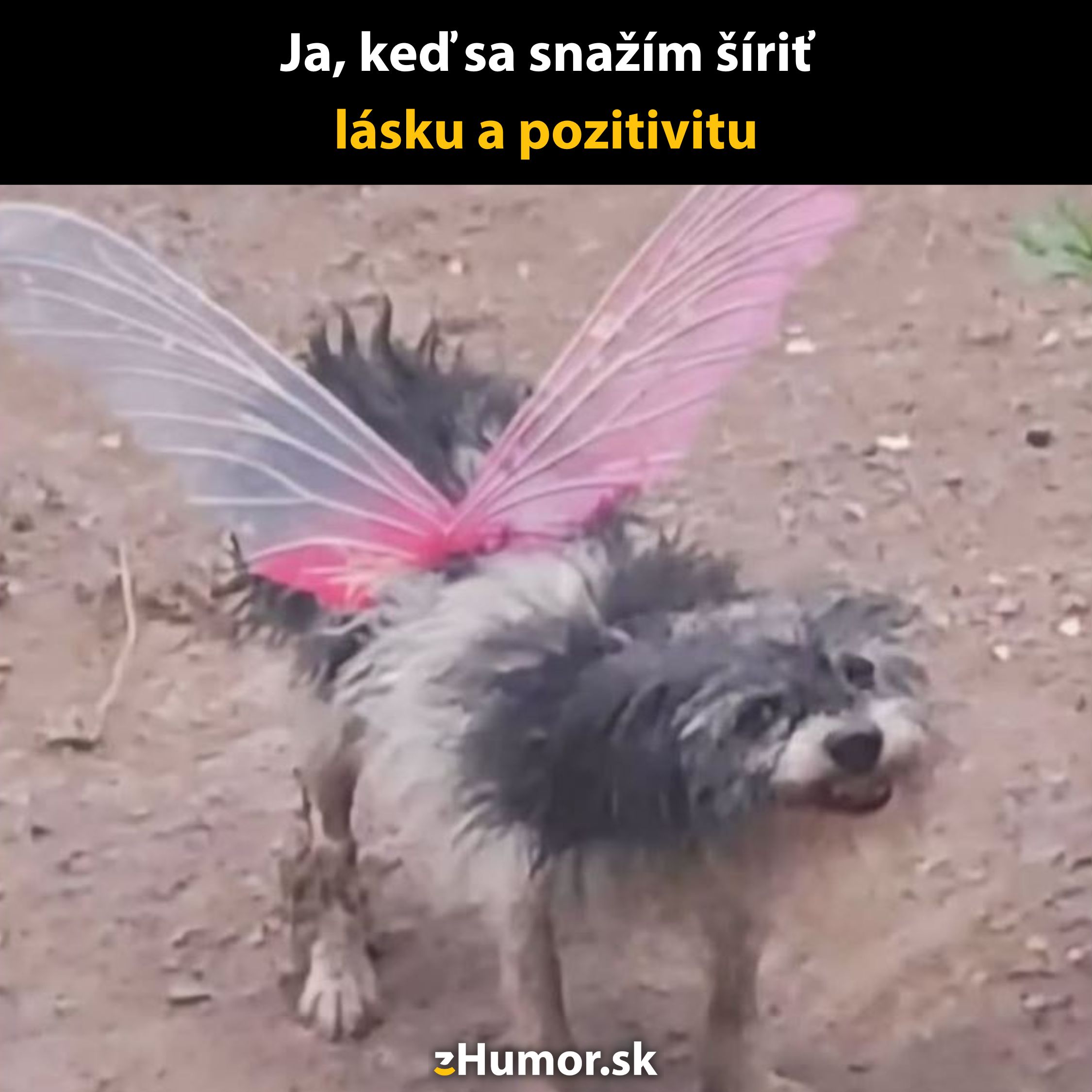 Pes v rozprávkových krídlach na piesku, šíriaci radosť a pozitívnu energiu.