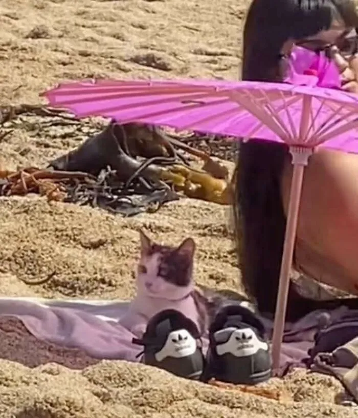 Mačka relaxuje pod ružovým slnečníkom na pláži vedľa topánok a ženy so slnečnými okuliarmi.