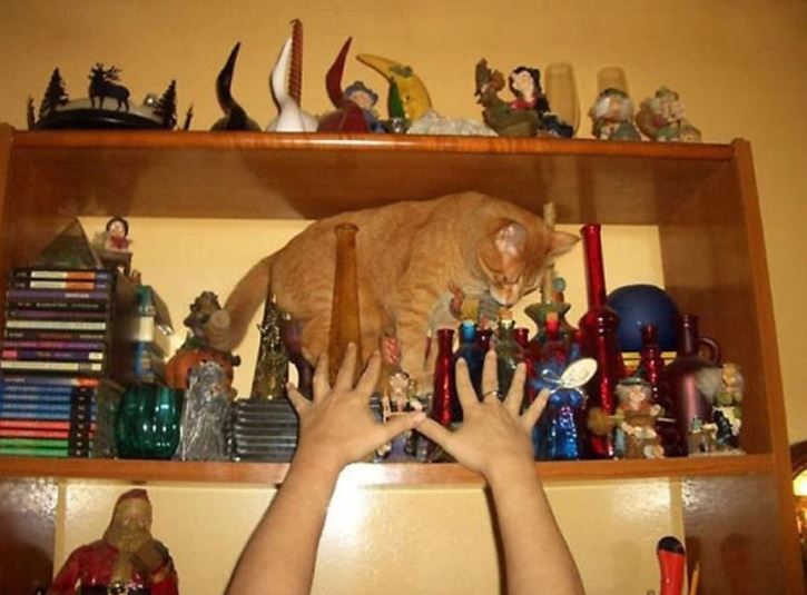 Oranžová mačka na poličke s dekoráciami, obklopená rukami snažiacimi sa ju zachytiť.