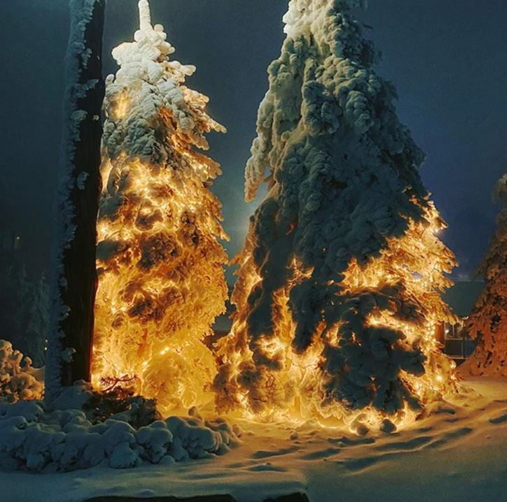 Zasnežené stromy osvetlené vianočnými svetlami v noci. Magická zimná scenéria plná svetla a pokoja.