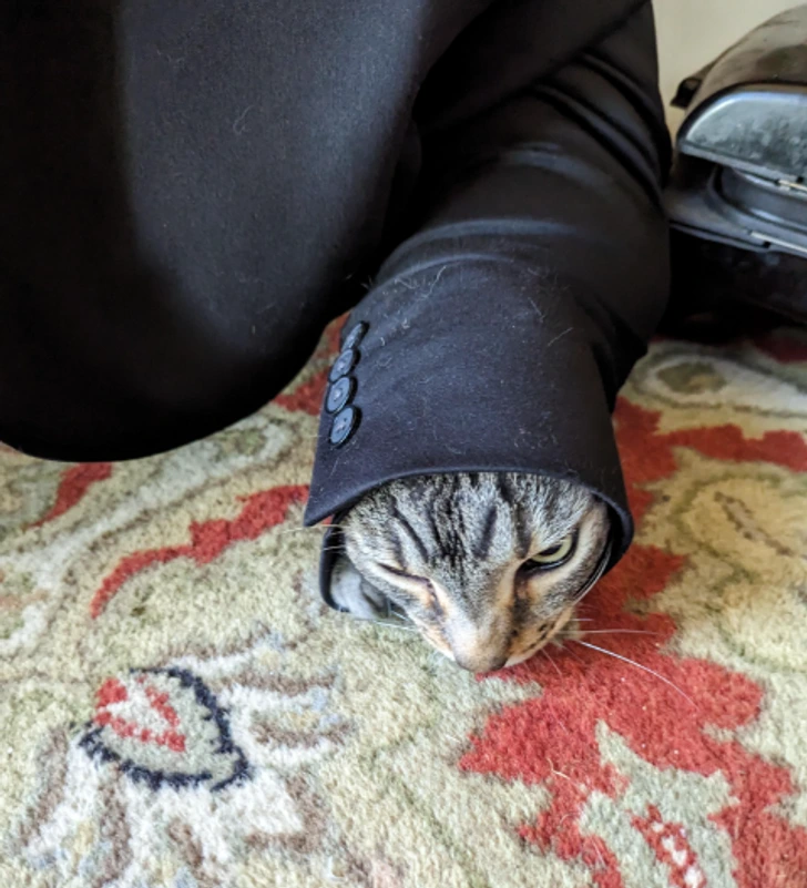 Mačka zabalená v rukáve čierneho kabáta leží na farebnom koberci.