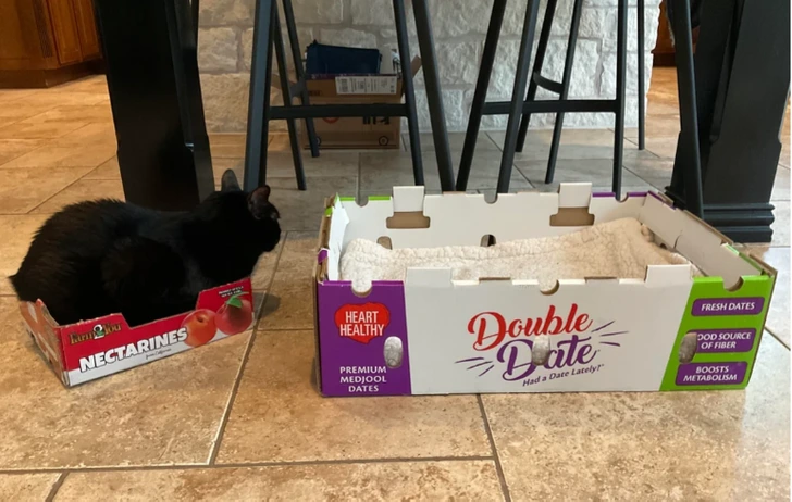 Čierna mačka leží v malej krabici od nektáriniek vedľa väčšej prázdnej krabice od datlí na podlahe.