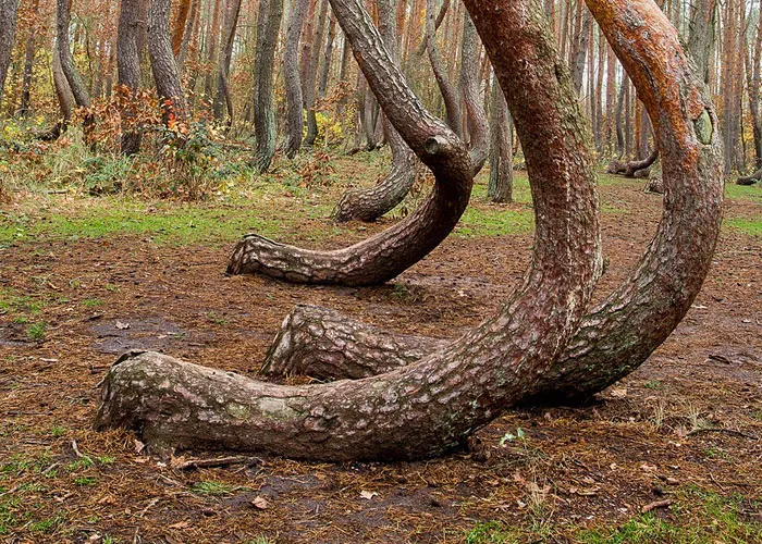 Zakrútený les s neobvykle ohnutými stromami na zelenom podklade, vytvára zaujímavý prírodný úkaz v podzimnom prostredí.