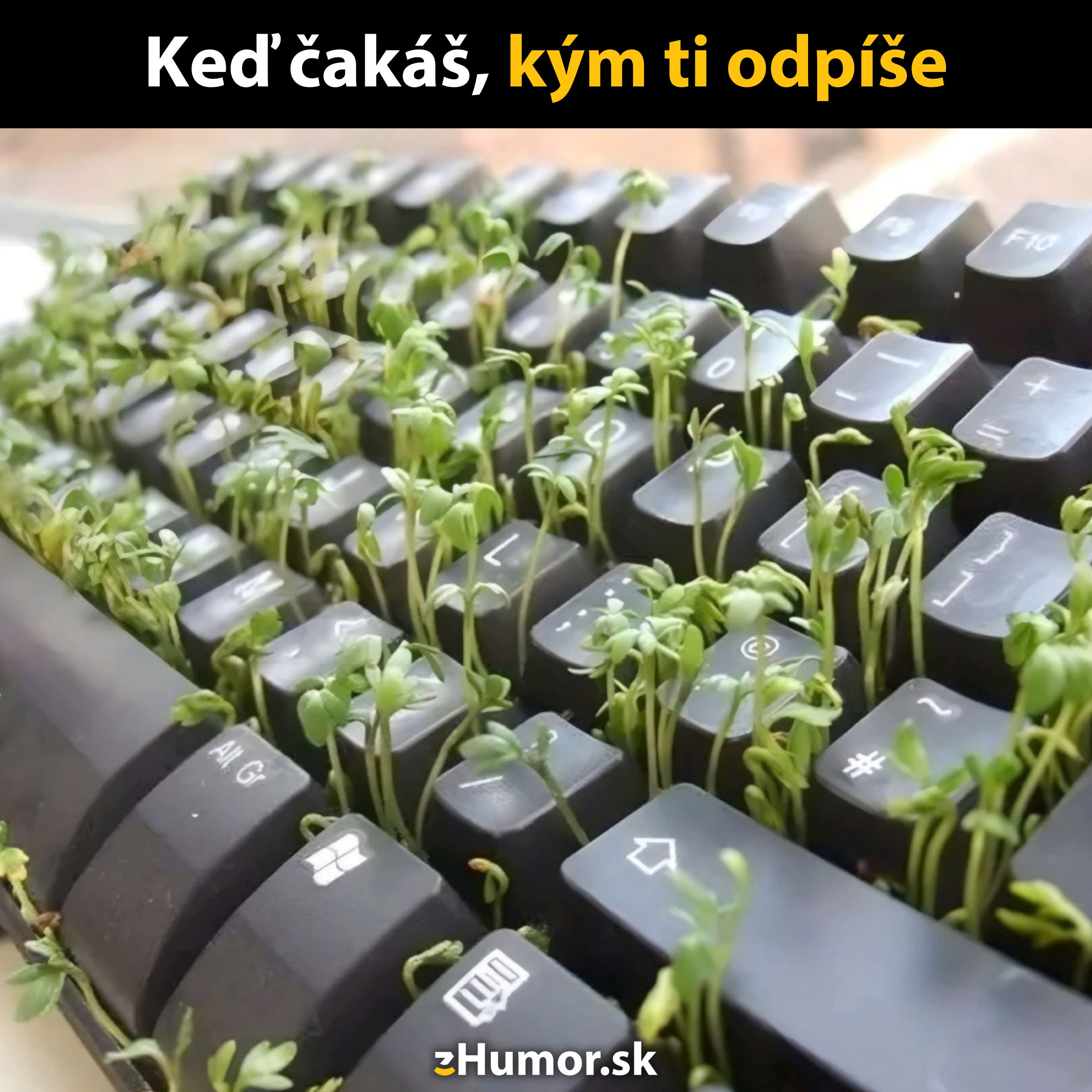 Klávesnica, z ktorej vyrastá tráva ako vtipný pohľad na čakanie na odpoveď.