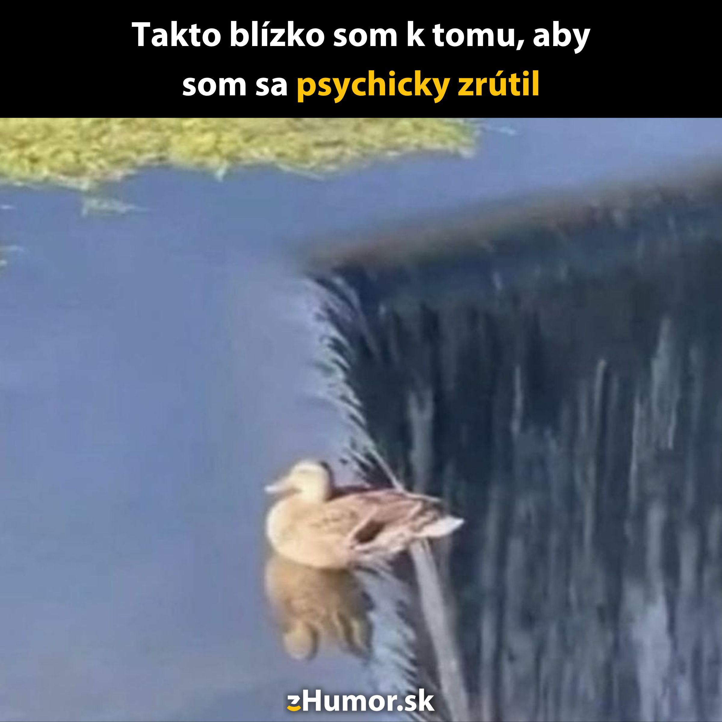 Kačica plávajúca pri okraji vodopádu, ktorá pôsobí, že ju čaká dramatický pád dole.