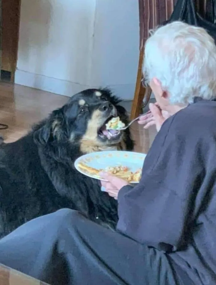 Starší muž kŕmi veľkého psa uvareným jedlom z lyžice v obývačke.