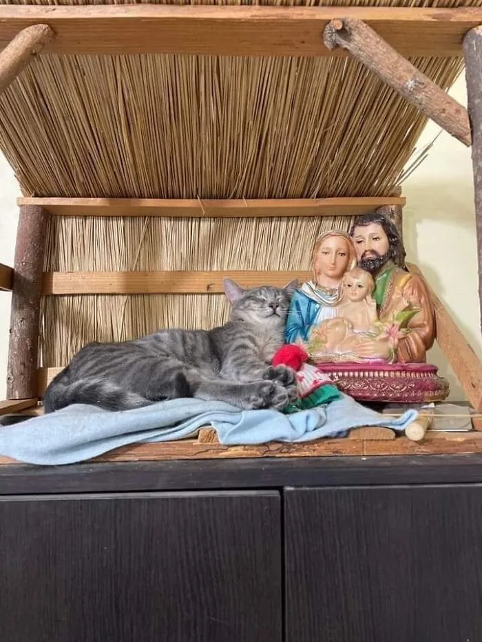 Sivá mačka spokojne spí vedľa sošky vianočného betlehemu na útulnej policovej dekorácii.