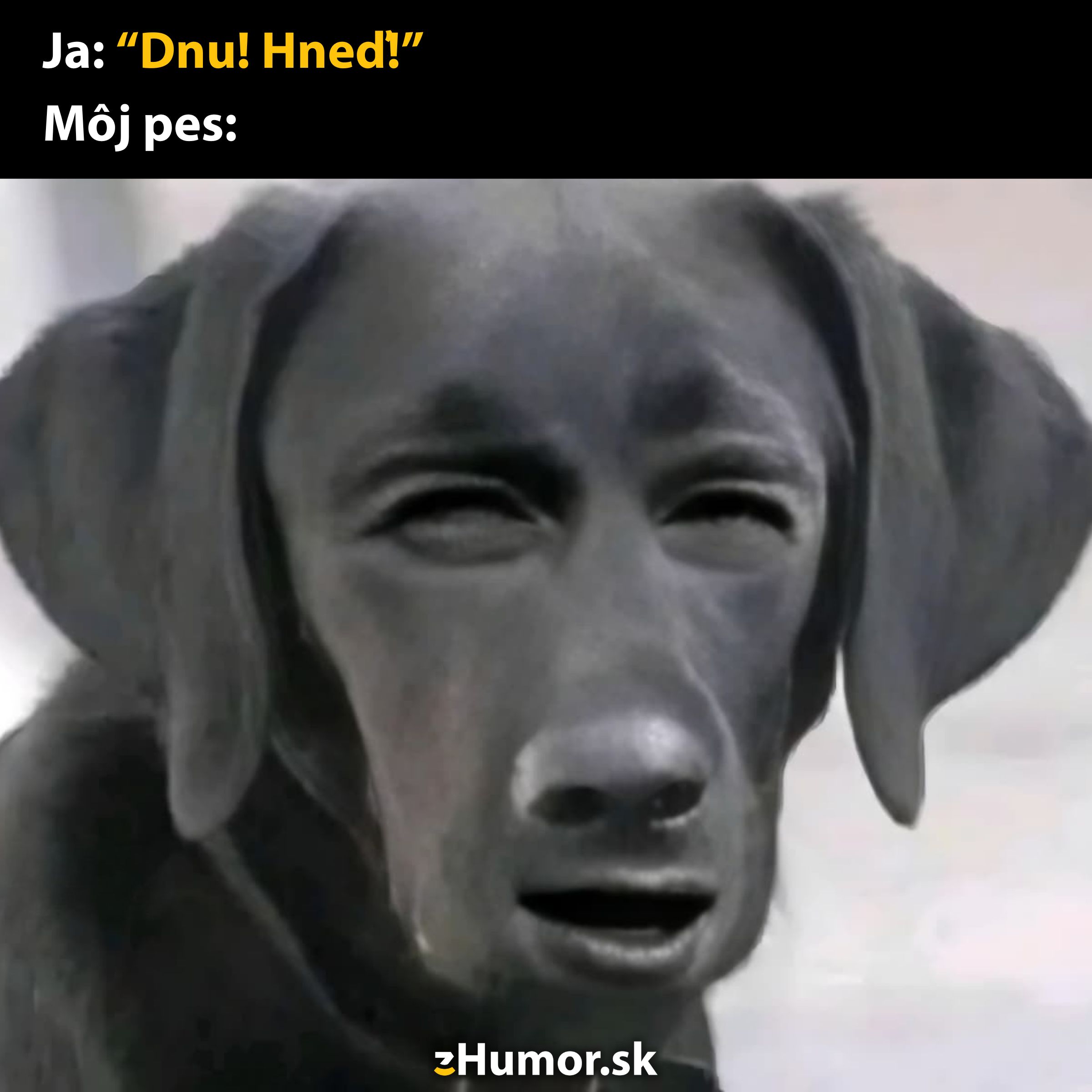 Pes s ľudskou tvárou reaguje na príkaz Dnu! Hneď!, čo vyvoláva humor pri porovnaní so zvieracím správaním.