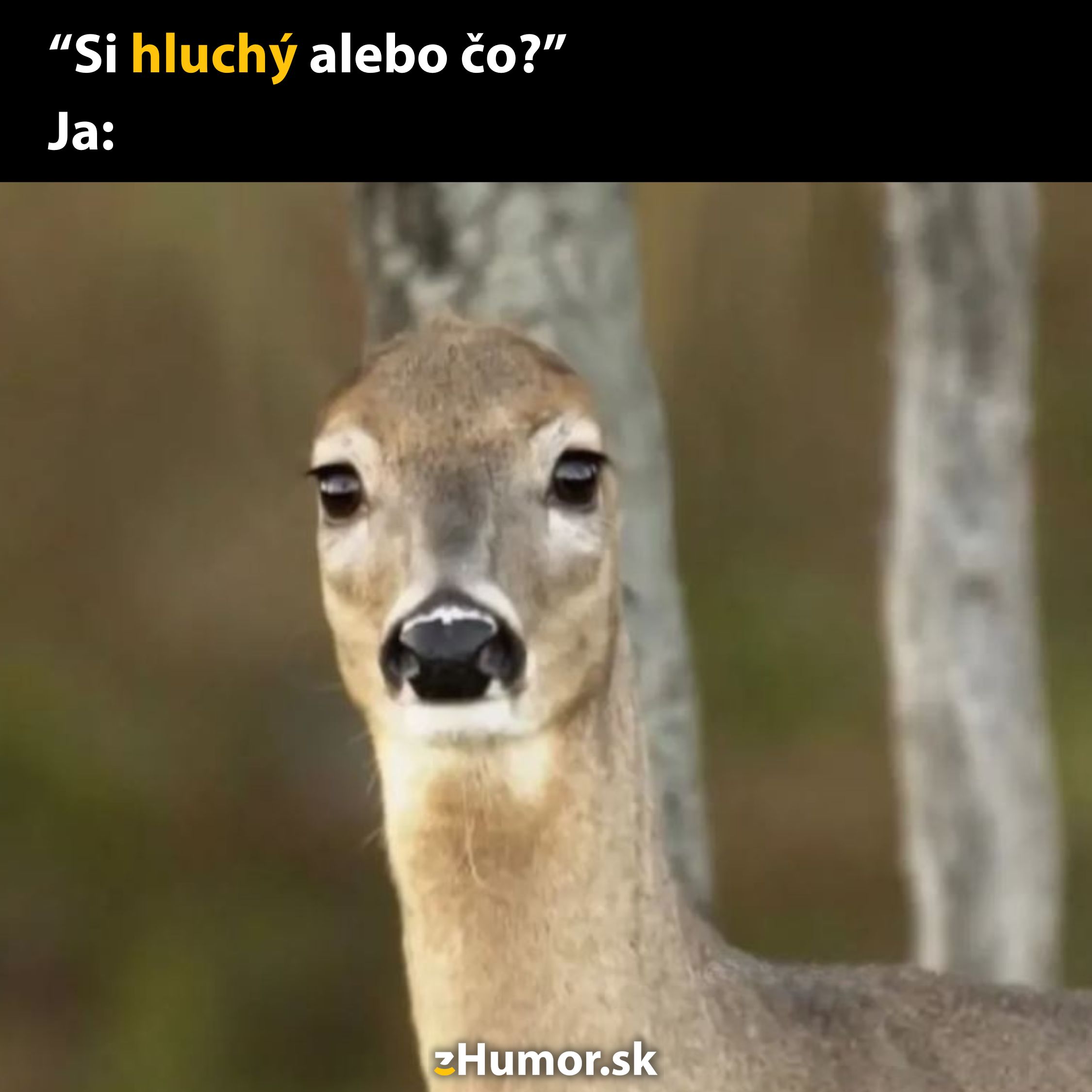 Jeleň s prekvapeným pohľadom v lese, text Si hluchý alebo čo? vtipne dopĺňa situáciu.
