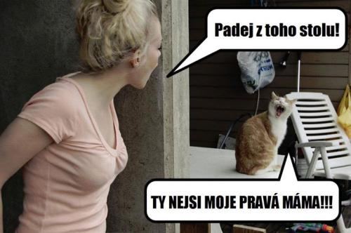 Žena kričí na mačku sediacu na stole. Text: Padej z toho stolu! Mačka odpovedá: Ty nejsi moje pravá máma!