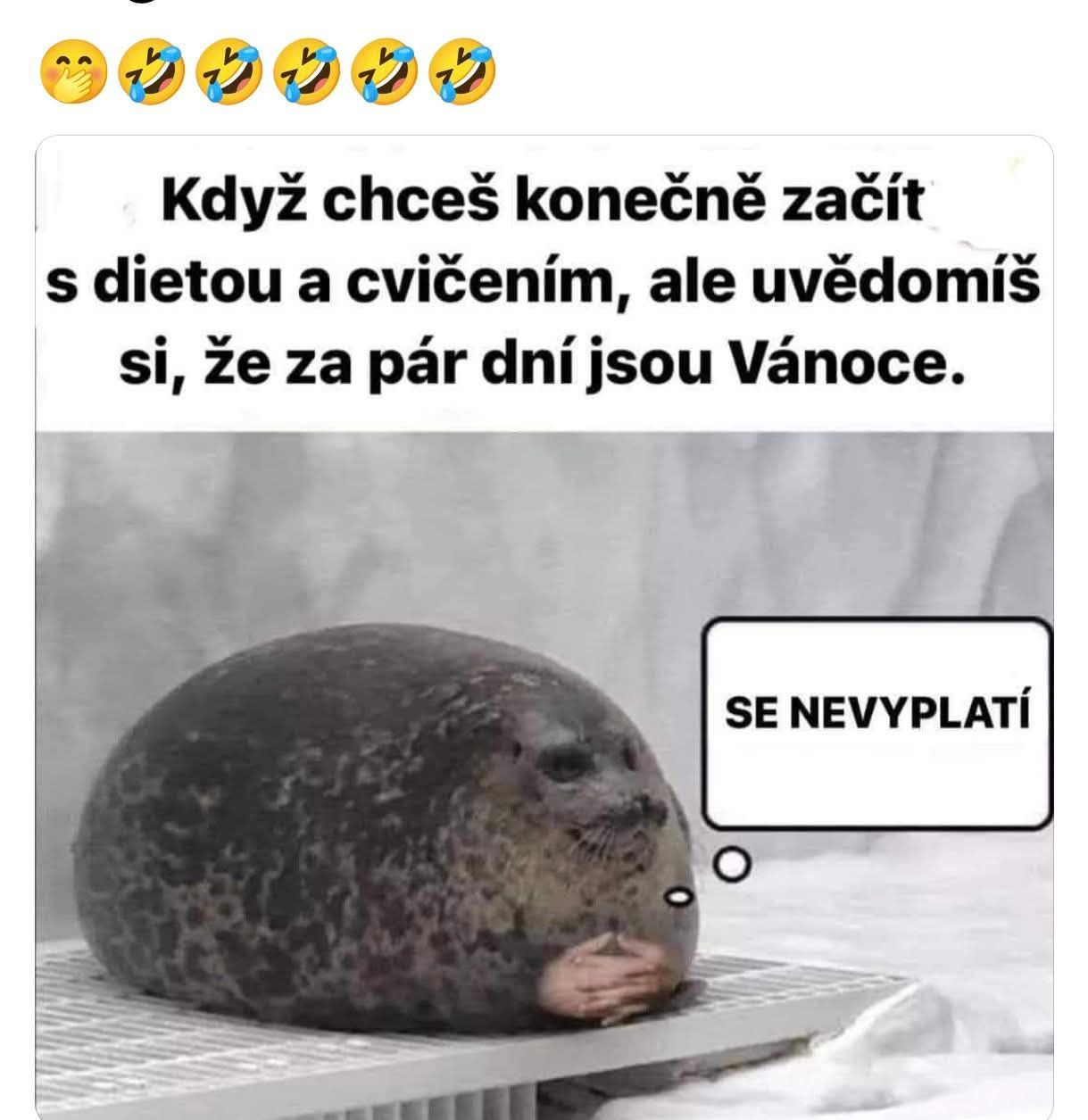 Tuleň na ľade uvažujúci o začiatku diéty pred Vianocami. Text: Se nevyplatí.