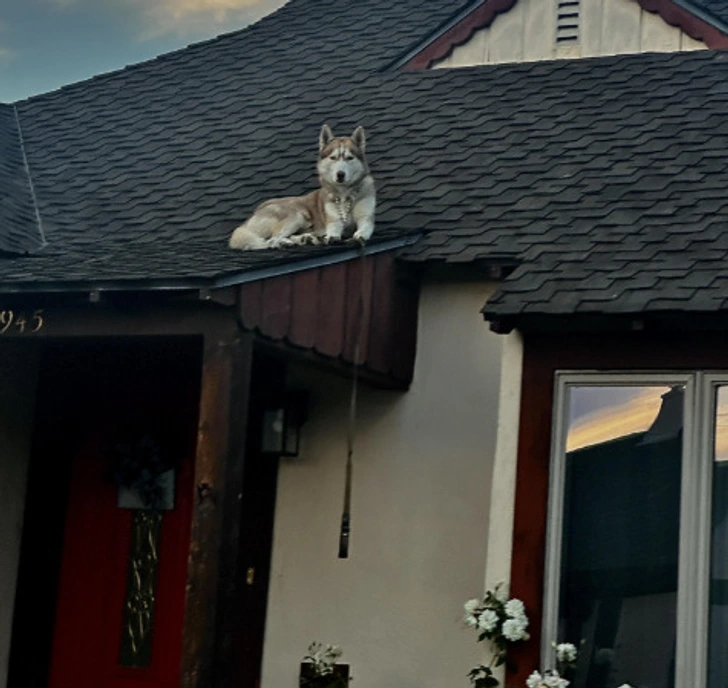 Pes leží na streche domu pri západe slnka, s kvitnúcou bielou ružou v popredí.
