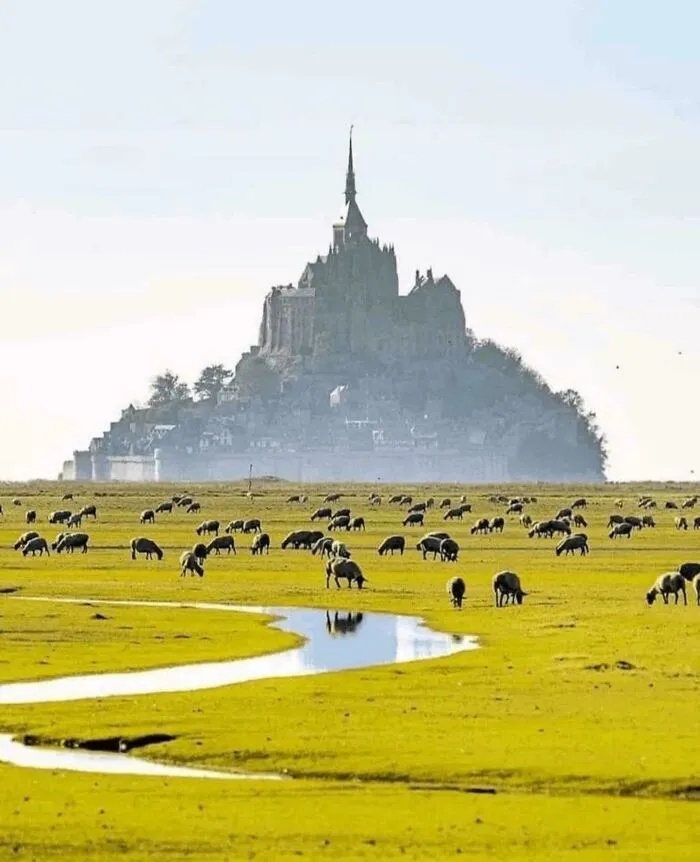 Ovečky pasúce sa pred Mont Saint-Michel, Francúzsko; nádherná scenéria s historickým opátstvom v pozadí.
