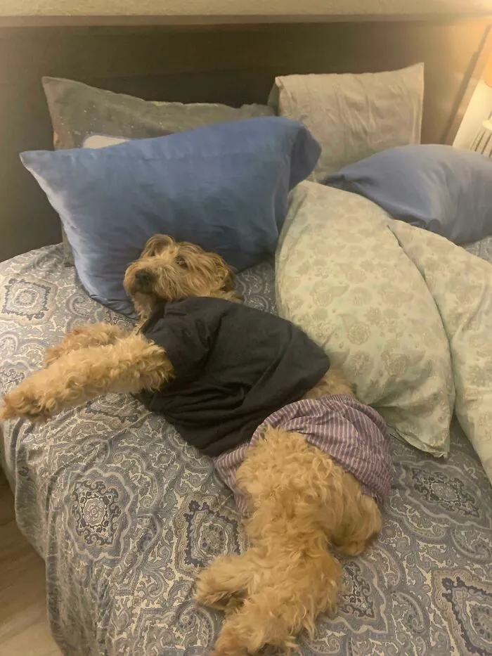 Pes v pyžame leží na posteli plnej vankúšov a prikrývok.