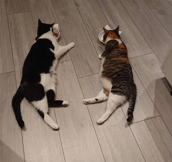 Dva ležiace mačky sa kŕmia na podlahe. Čiernobiela a trojfarebná mačka pri miskách s jedlom.