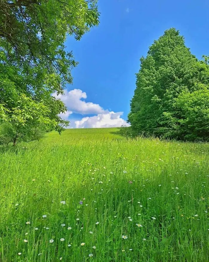 Zelená lúka s kvetmi pod modrou oblohou a oblakmi, obklopená stromami. Dokonalé miesto pre oddych v prírode.