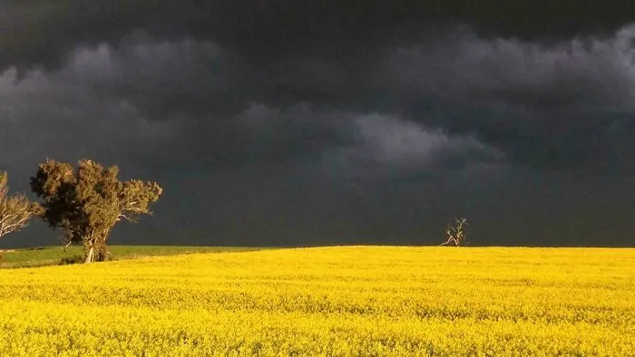 Žlté pole za búrkovými mrakmi, osamelý strom v pozadí. Kontrast svetla a tieňa v prírodnej krajine.