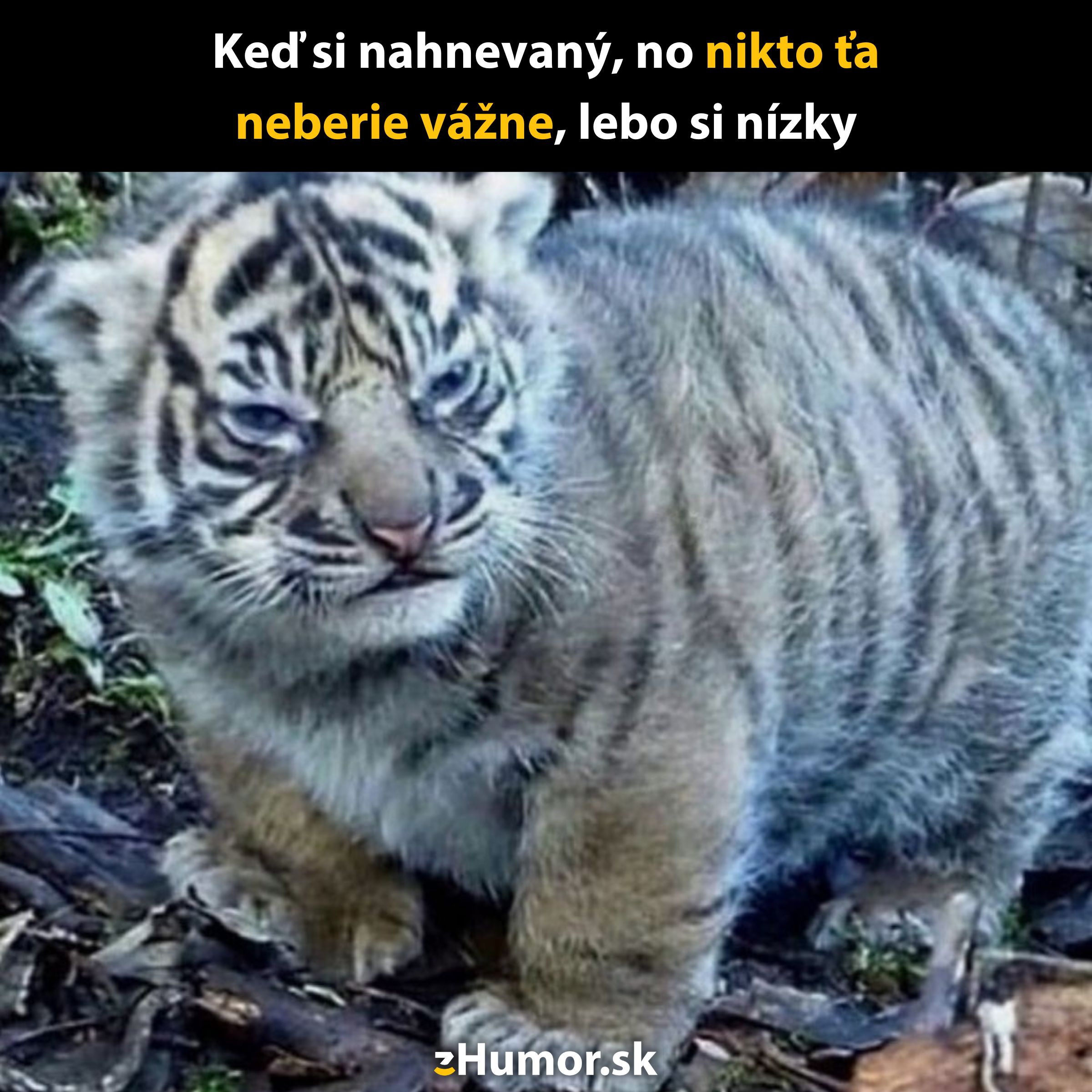 Nahnevané tigríča stojí v lese, text vtipne poukazuje na jeho nízku výšku.