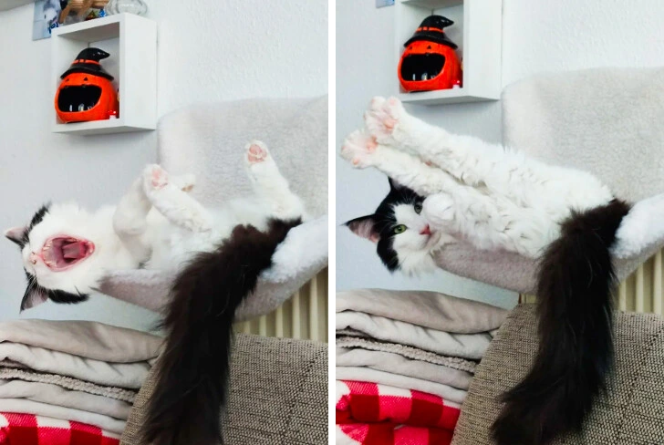 Čiernobiela mačka leží na boku s vystrčenými labkami, relaxuje na mäkkej deke vedľa oranžovej dekorácie.