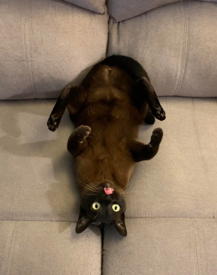 Čierna mačka leží na chrbte na pohovke, s vyplazeným jazykom a výraznými očami.