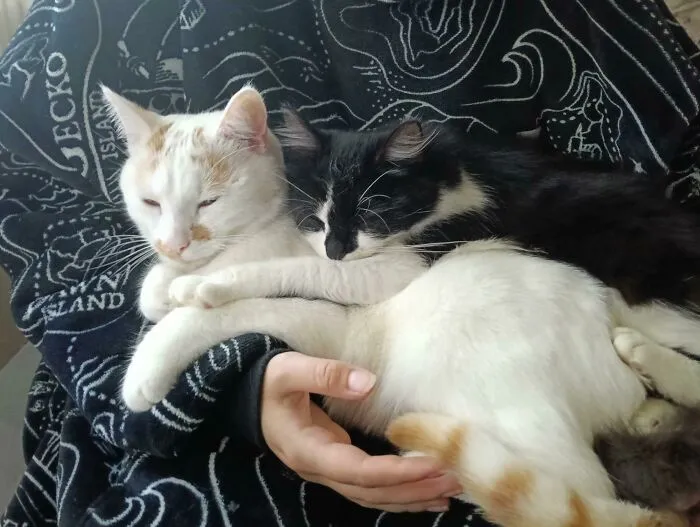 Dve mačky oddychujú v náručí človeka, jedna biela a druhá čierno-biela, na dekore s hviezdnou mapou.