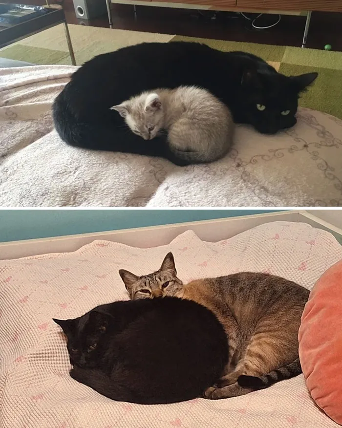 Dve mačky pokojným spôsobom oddychujú stočené do klbka na deke, vyžarujúce pocit bezpečia a útulnosti.