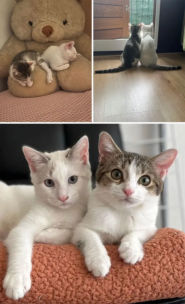 Dve mačiatka odpočívajú a hrajú sa na rôznych miestach v dome, vytvárajúce útulnú atmosféru.