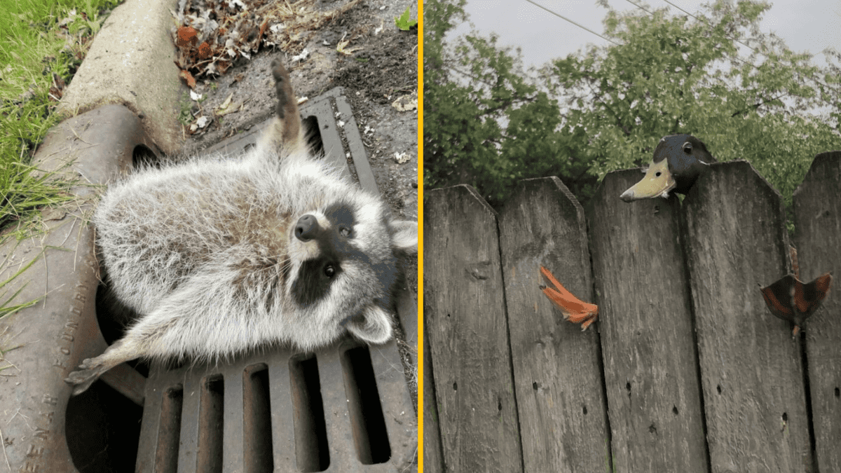 Mýval leží na mriežke, zatiaľ čo kačica vykúka cez plot. Zvieratá vo vtipných situáciách.