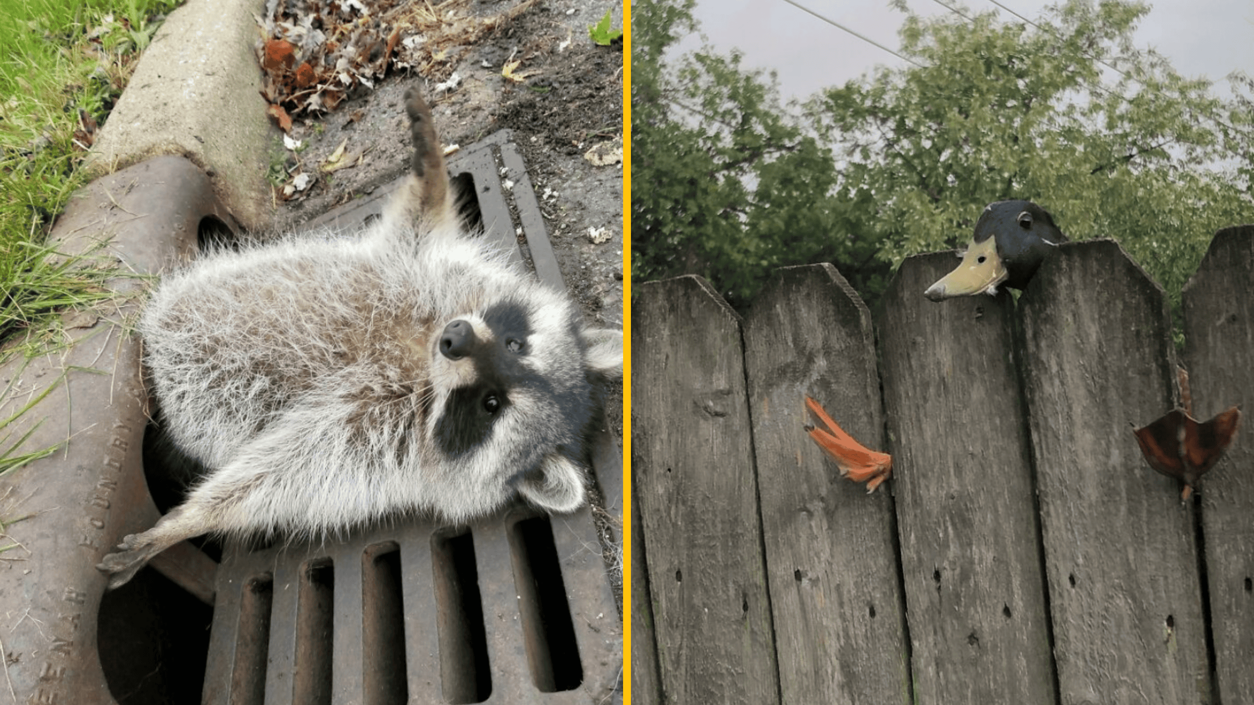 Mýval leží na mriežke, zatiaľ čo kačica vykúka cez plot. Zvieratá vo vtipných situáciách.