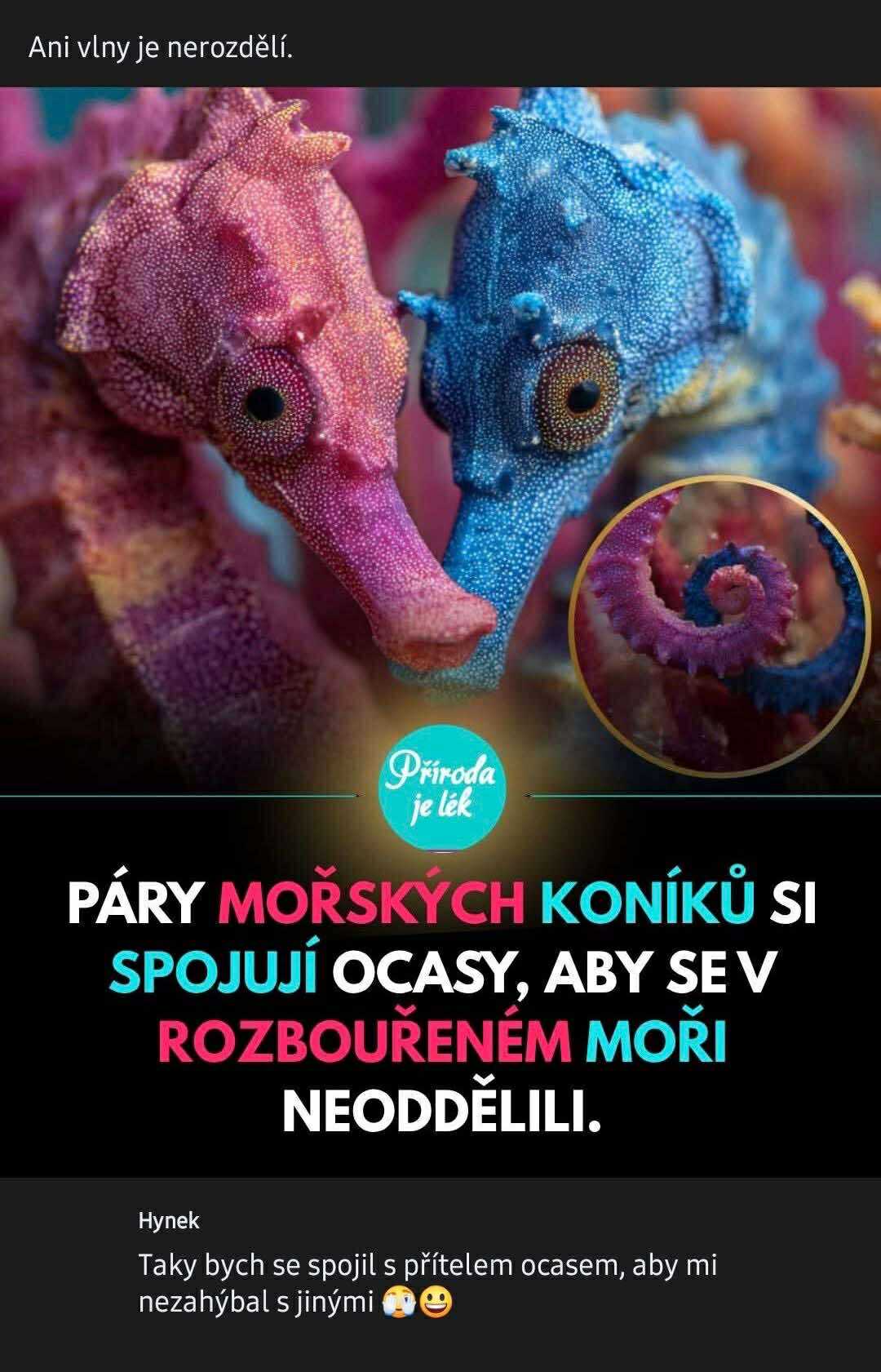 Pár farebných morských koníkov s prepletenými chvostami v rozbúrenom mori.